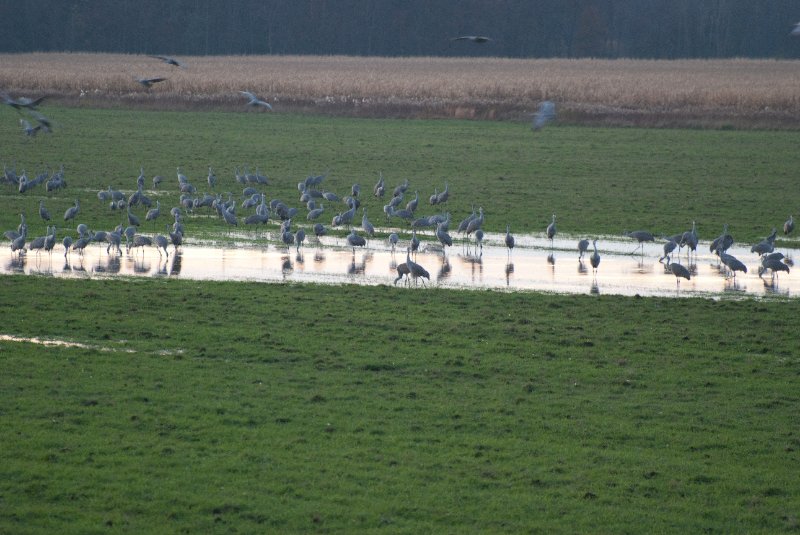 JasperPulaski110109-9995.jpg - Sandhill Cranes twilight flight to Jasper-Pulaski Fish and Wildlife Area