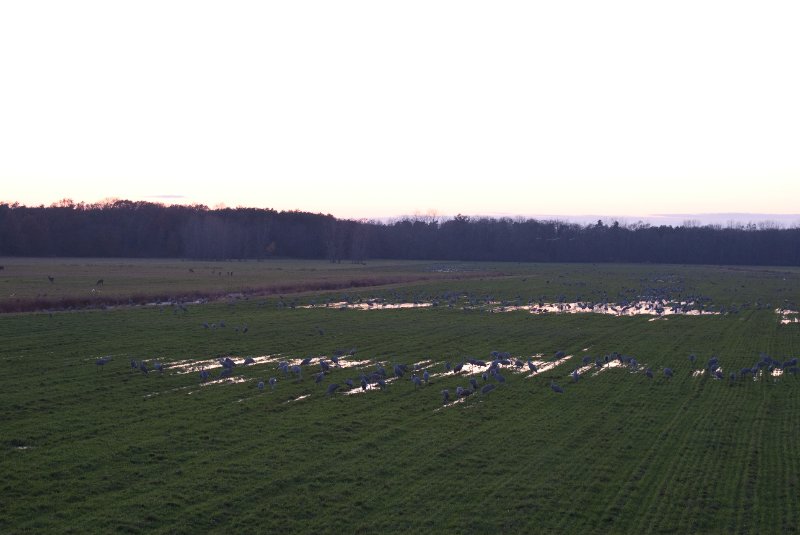 JasperPulaski110109-9997.jpg - Sandhill Cranes twilight flight to Jasper-Pulaski Fish and Wildlife Area