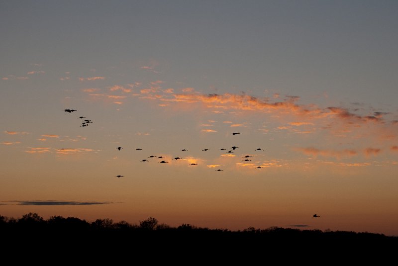 JasperPulaski110109-9998.jpg - Sandhill Cranes twilight flight to Jasper-Pulaski Fish and Wildlife Area