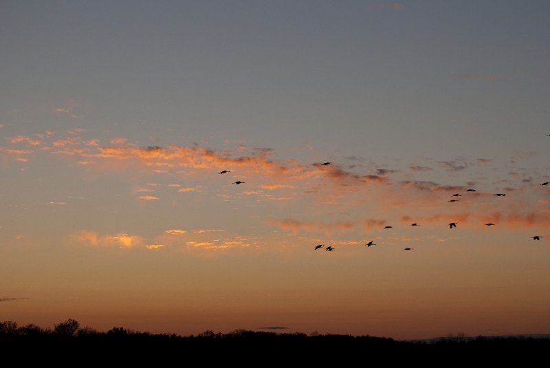 JasperPulaski110109-9999.jpg - Sandhill Cranes twilight flight to Jasper-Pulaski Fish and Wildlife Area