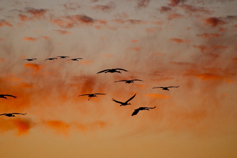 JasperPulaski110109-0009.jpg - Sandhill Cranes twilight flight to Jasper-Pulaski Fish and Wildlife Area