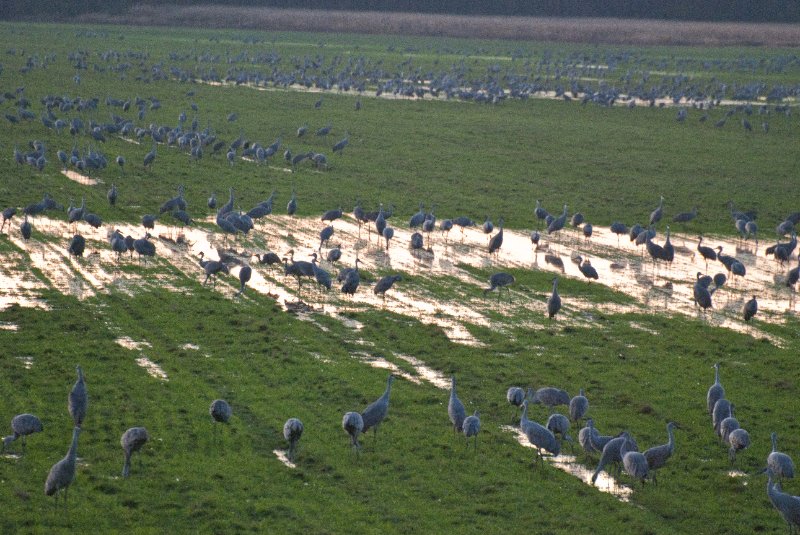 JasperPulaski110109-0022.jpg - Sandhill Cranes twilight flight to Jasper-Pulaski Fish and Wildlife Area