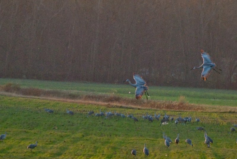 JasperPulaski110109-9845.jpg - Sandhill Cranes twilight flight to Jasper-Pulaski Fish and Wildlife Area