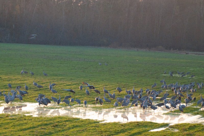 JasperPulaski110109-9847.jpg - Sandhill Cranes twilight flight to Jasper-Pulaski Fish and Wildlife Area