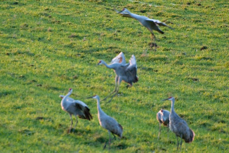 JasperPulaski110109-9874.jpg - Sandhill Cranes twilight flight to Jasper-Pulaski Fish and Wildlife Area