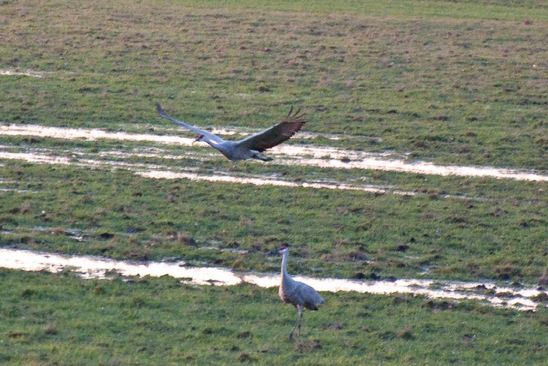 JasperPulaski110109-9877.jpg - Sandhill Cranes twilight flight to Jasper-Pulaski Fish and Wildlife Area