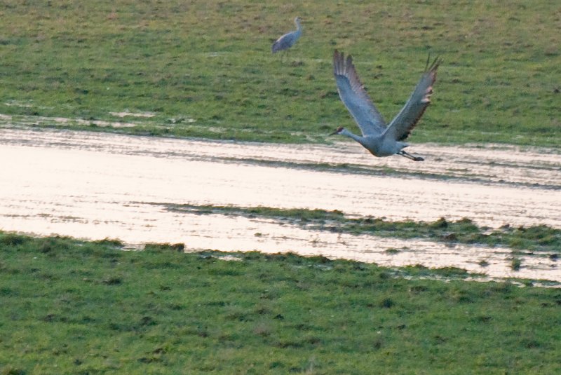 JasperPulaski110109-9878.jpg - Sandhill Cranes twilight flight to Jasper-Pulaski Fish and Wildlife Area