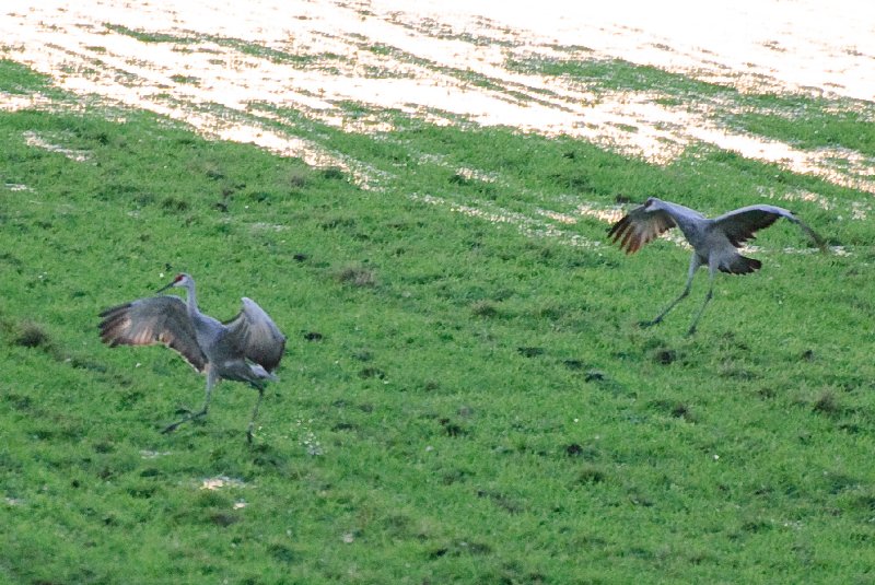 JasperPulaski110109-9898.jpg - Sandhill Cranes twilight flight to Jasper-Pulaski Fish and Wildlife Area