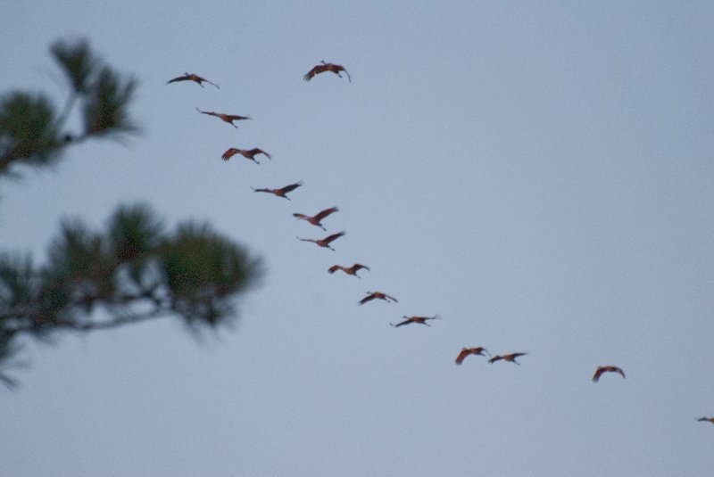 JasperPulaski110109-9900.jpg - Sandhill Cranes twilight flight to Jasper-Pulaski Fish and Wildlife Area