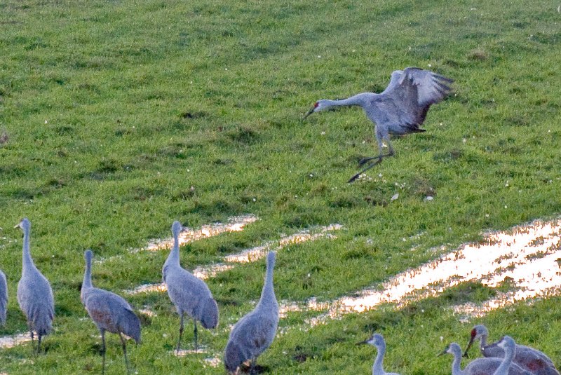 JasperPulaski110109-9904.jpg - Sandhill Cranes twilight flight to Jasper-Pulaski Fish and Wildlife Area