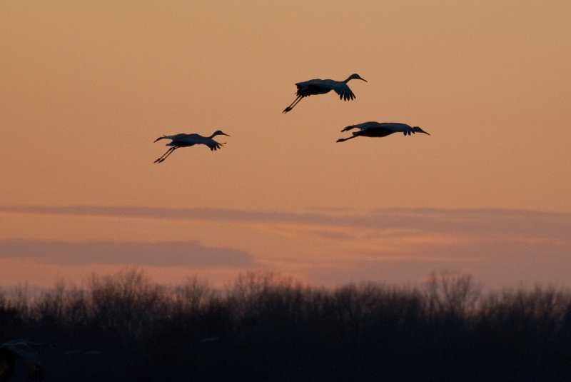 JasperPulaski110109-9912.jpg - Sandhill Cranes twilight flight to Jasper-Pulaski Fish and Wildlife Area