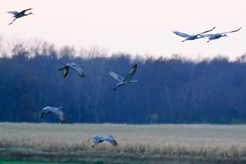 JasperPulaski110109-9914.jpg - Sandhill Cranes twilight flight to Jasper-Pulaski Fish and Wildlife Area