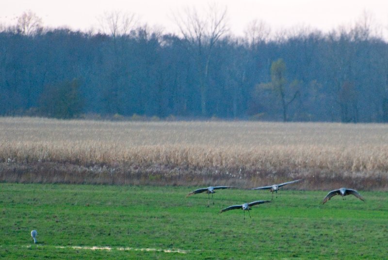 JasperPulaski110109-9916.jpg - Sandhill Cranes twilight flight to Jasper-Pulaski Fish and Wildlife Area