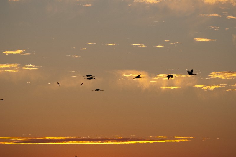 JasperPulaski110109-9942.jpg - Sandhill Cranes twilight flight to Jasper-Pulaski Fish and Wildlife Area