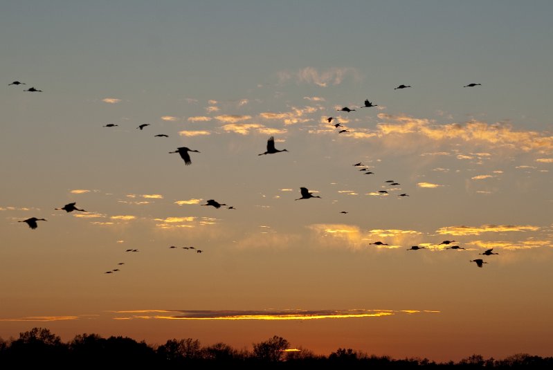 JasperPulaski110109-9962.jpg - Sandhill Cranes twilight flight to Jasper-Pulaski Fish and Wildlife Area