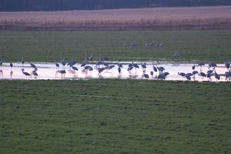 JasperPulaski110109-9994.jpg - Sandhill Cranes twilight flight to Jasper-Pulaski Fish and Wildlife Area