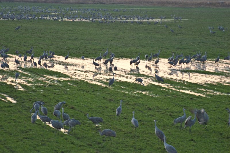 JasperPulaski110109-9996.jpg - Sandhill Cranes twilight flight to Jasper-Pulaski Fish and Wildlife Area