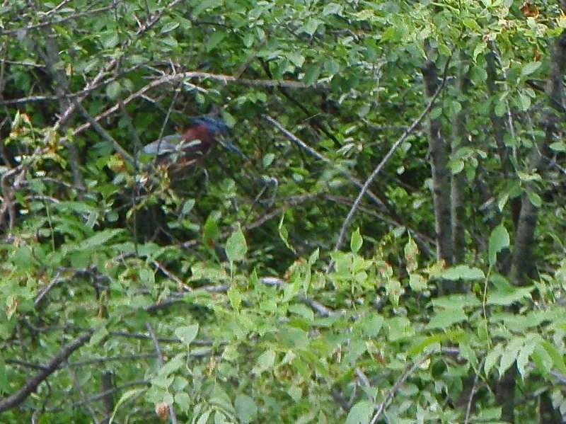 NorthShoreChannel-8020030.jpg - Green Heron