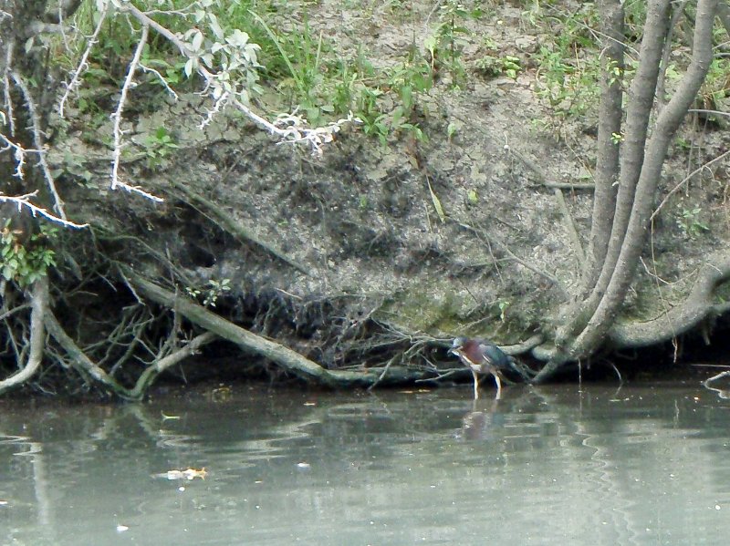 NorthShoreChannel-8020033.jpg - Green Heron