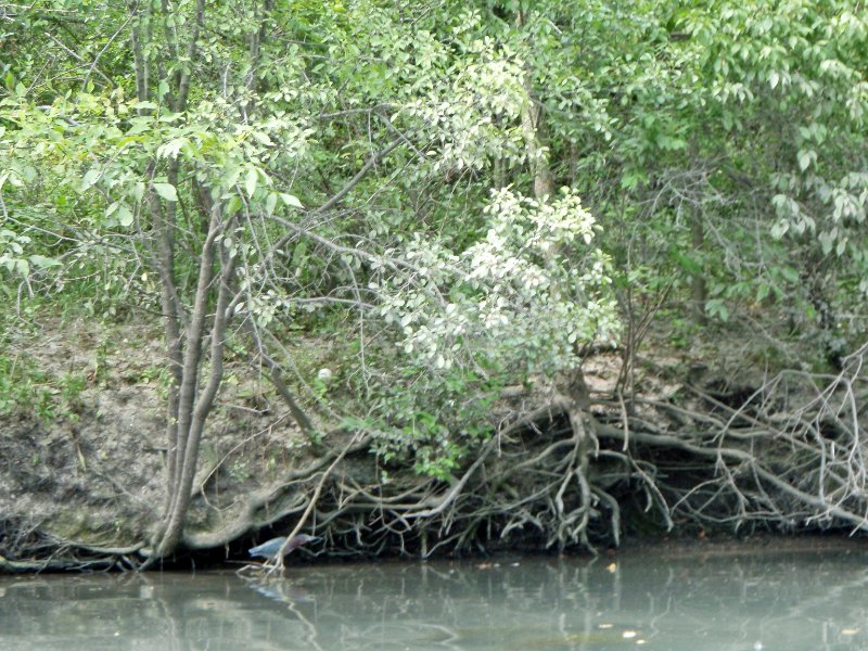 NorthShoreChannel-8020037.jpg - Green Heron