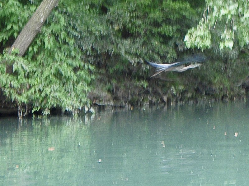 NorthShoreChannel-8020052.jpg - Great Blue Heron