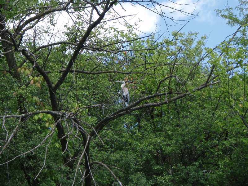 NorthShoreChannel-8020059.jpg - Great Blue Heron