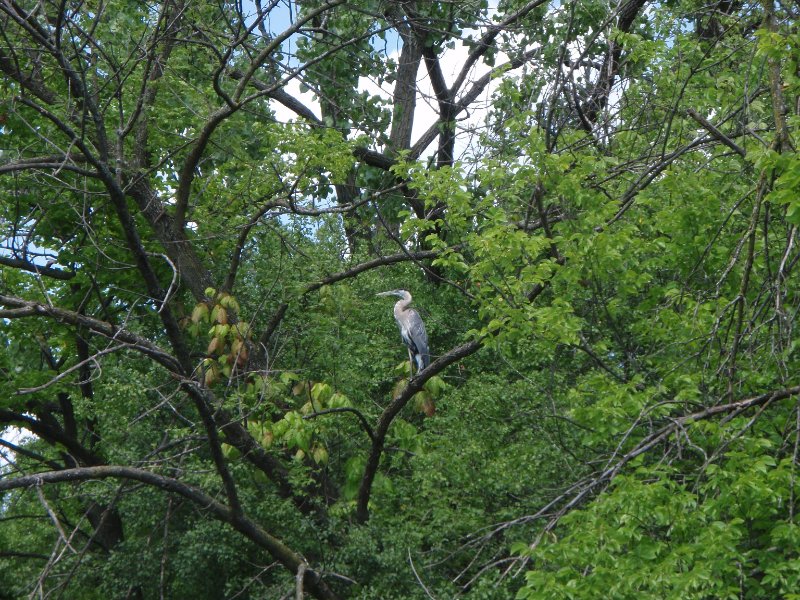 NorthShoreChannel-8020061.jpg - Great Blue Heron