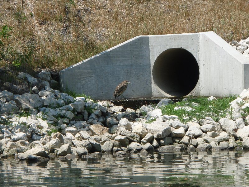 NorthShoreChannel080909-8090031.jpg - Black-Crowned Night Heron