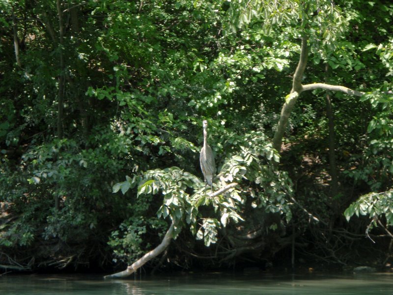 NorthShoreChannel080909-8090036.jpg - Great Blue Heron