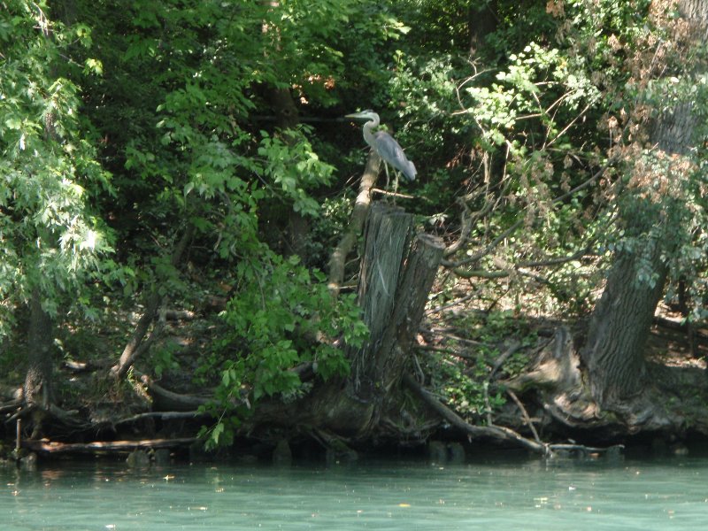 NorthShoreChannel080909-8090037.jpg - Great Blue Heron