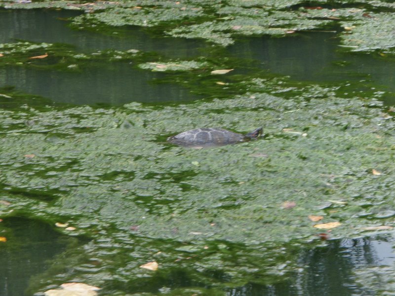 NorthShoreChannel080909-8090080.jpg - Turtle