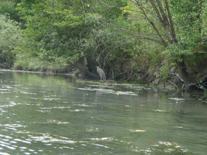 NorthShoreChannel080909-8090081.jpg - Great Blue Heron