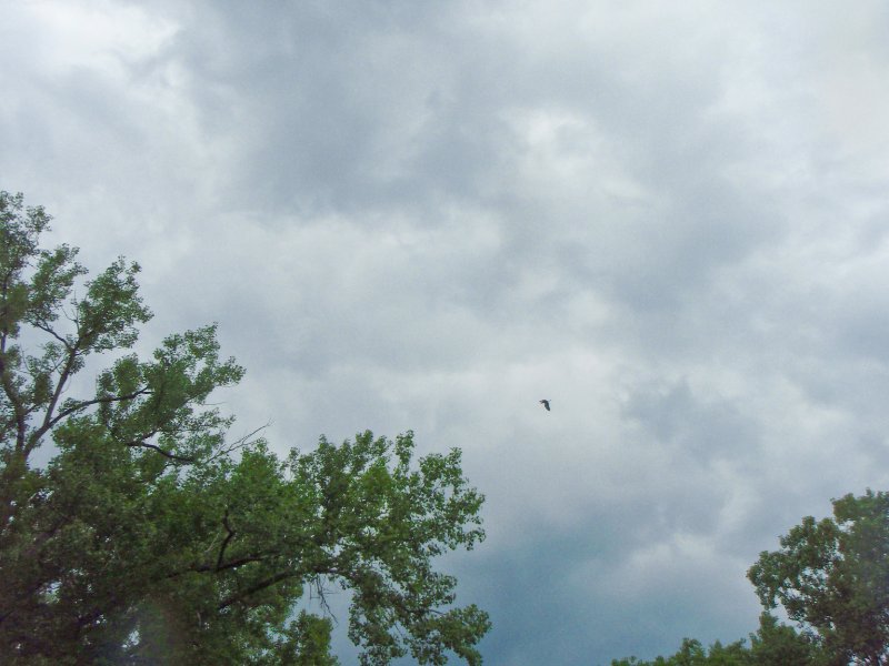 SkokieLagoonsKayak071909-7190045.jpg - Great Blue Heron Flying Over