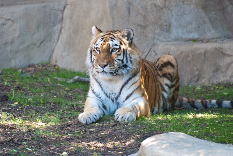 BrookfieldZoo062809-7632.jpg - Amur (fka Siberian) Tiger