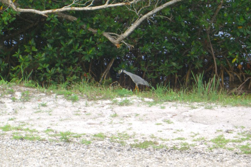 Captiva052409-1634.jpg - Yellow-Crown Night Heron