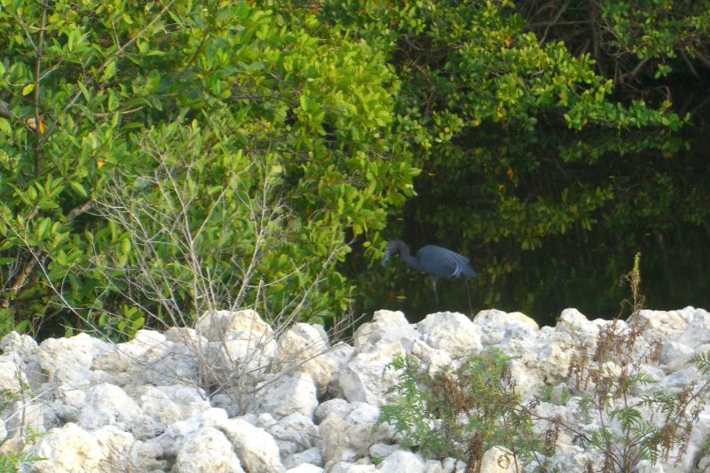 Captiva052409-1640.jpg - Little Blue Heron