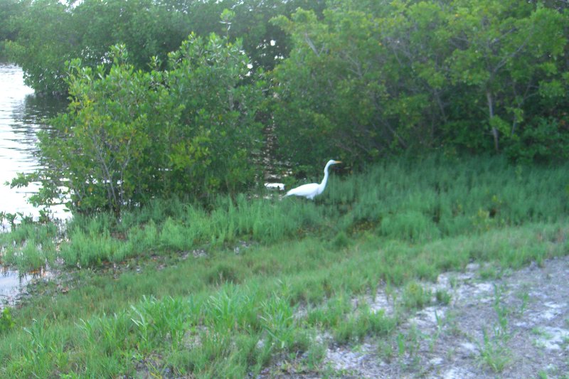 Captiva052409-1645.jpg - Great Egret