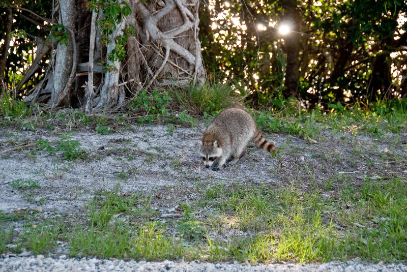 Captiva052409-7059.jpg - Raccoon