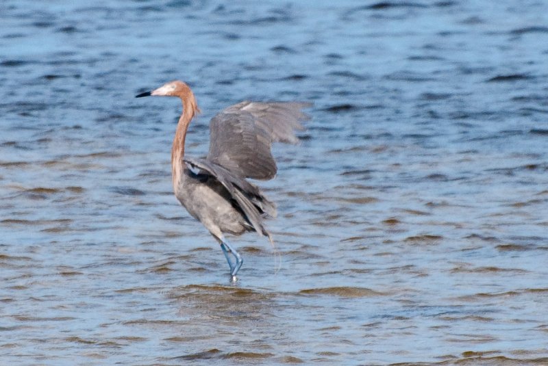 Captiva052409-7209.jpg - Reddish Egret