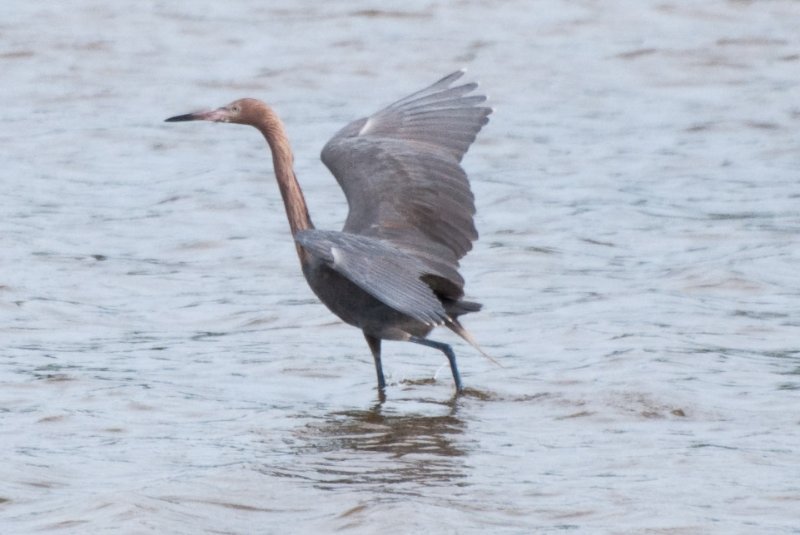 Captiva052409-7266.jpg - Reddish Egret