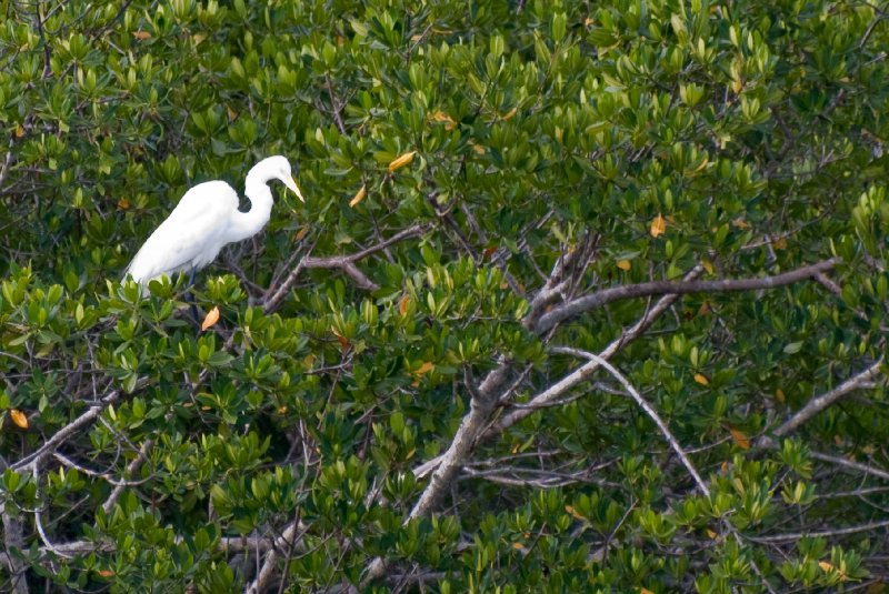 Captiva052409-7274.jpg - Great Egret