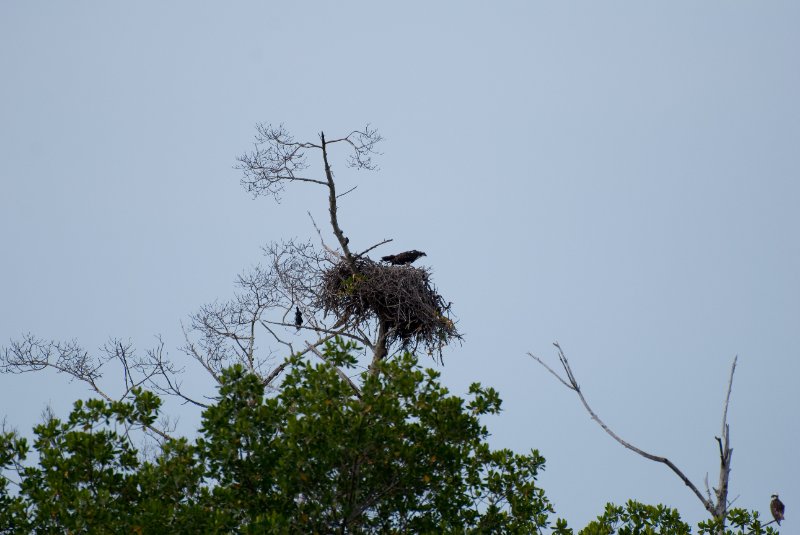 Captiva052409-7276.jpg - Osprey