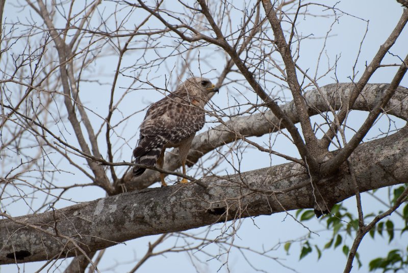 Captiva052409-7304.jpg - Red-shoulder Hawk