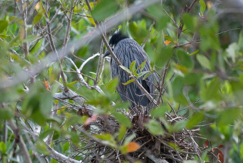 Captiva052409-7327.jpg - Red-shoulder Hawk