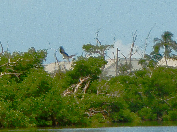 Captiva052409-5250030.jpg - Osprey