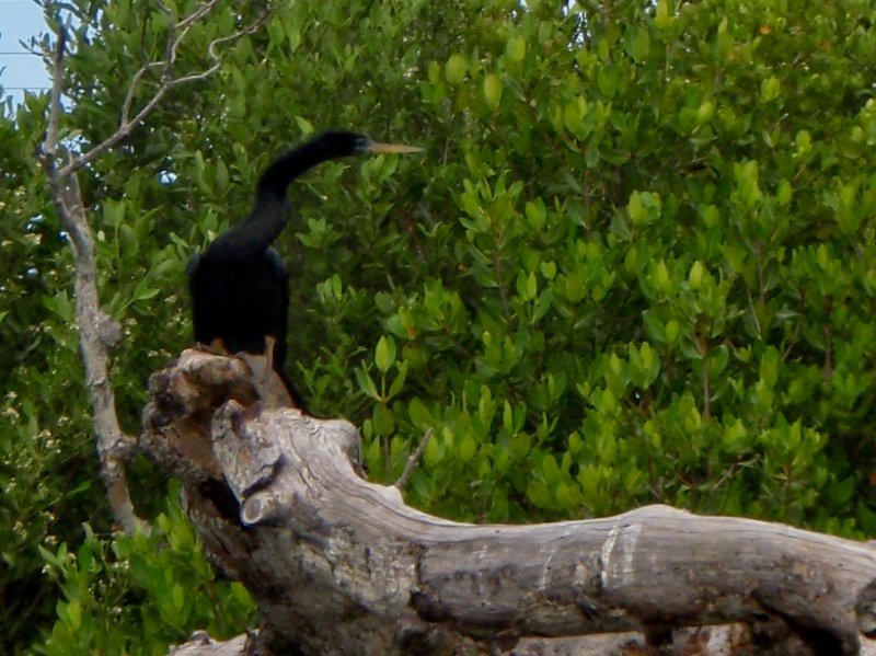 Captiva052409-5250036.jpg - Cormorant