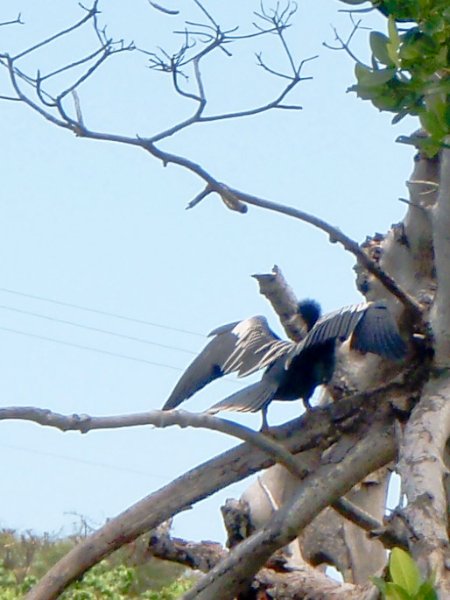 Captiva052409-5250039.jpg - Anhinga