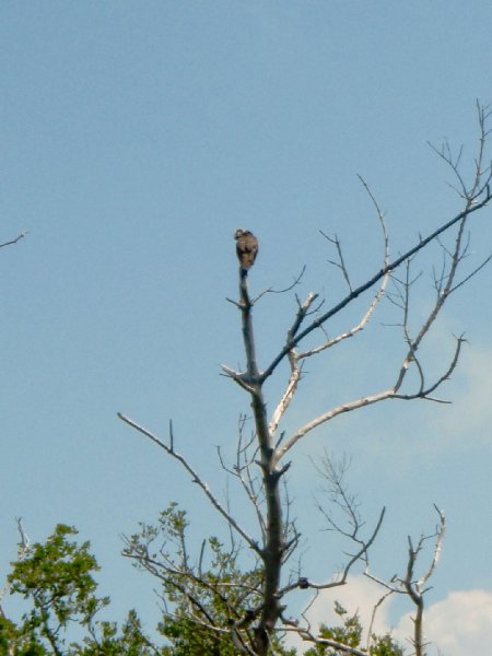 Captiva052409-5250047.jpg - Osprey