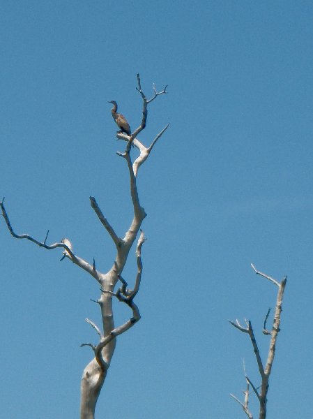 Captiva052409-5250050.jpg - Cormorant