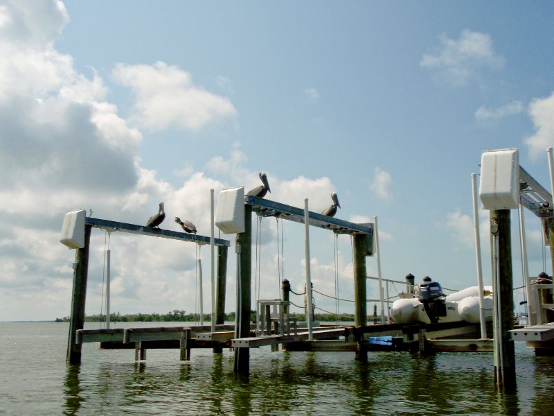 Captiva052409-5260062.jpg - Pelicans at McCarthy Marina